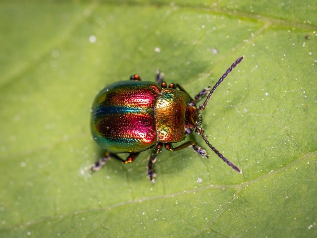 Golden-Beetle